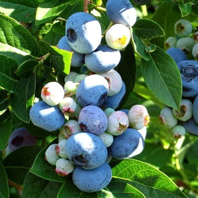 Голубика ВЕЙМУТ в Красногорске