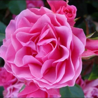 саженцы розы Ай Эм Грейтфул