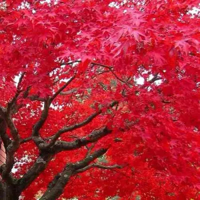 Клен гиннала  в Красногорске