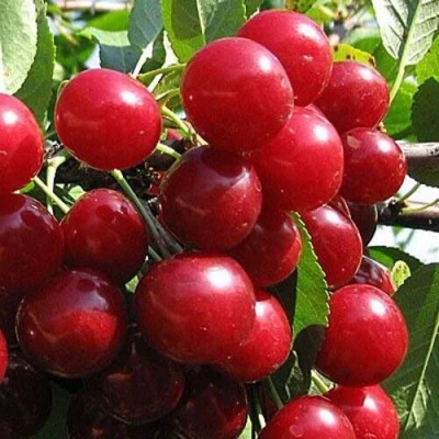 Вишня ГЛУБОКСКАЯ в Красногорске