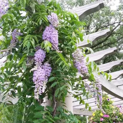 Глициния макростахия БЛЮ МУН в Красногорске