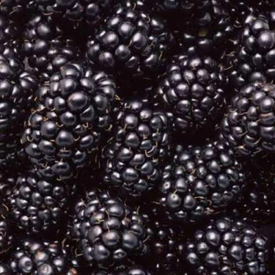 Ежевика ОРКАН бесшипная в Красногорске