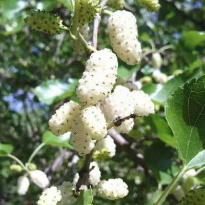 Шелковица БЕЛАЯ МЕДОВАЯ в Красногорске