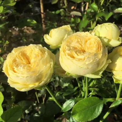 Роза КАТАЛИНА спрей в Красногорске