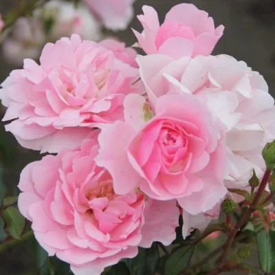 Роза БОНИКА флорибунда в Красногорске