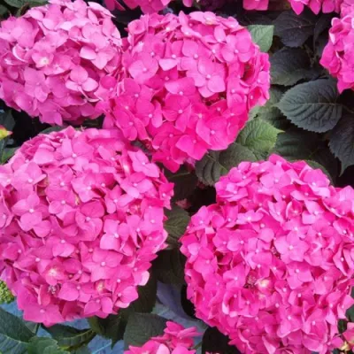 Гортензия ЭНДЛЕСС САММЕР ЛАВ крупнолистная в Красногорске