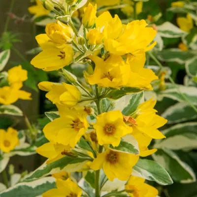 Вербейник АЛЕКСАНДР точечный в Красногорске