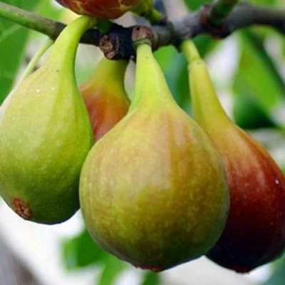 Инжир ДАЛМАТСКИЙ в Красногорске