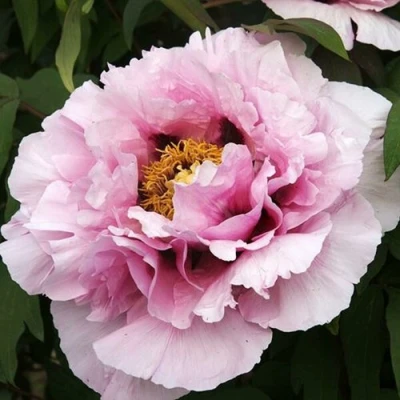 Пион РОЗОВАЯ РЕКА древовидный в Красногорске