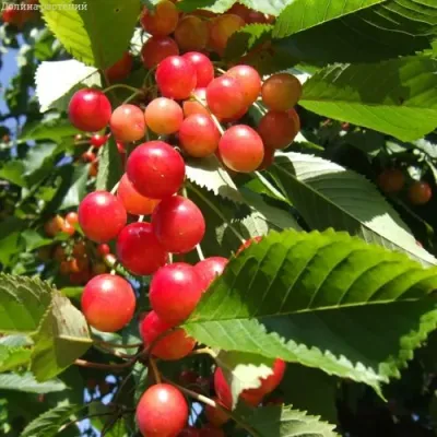 Черешня БРЯНСКАЯ РОЗОВАЯ в Красногорске