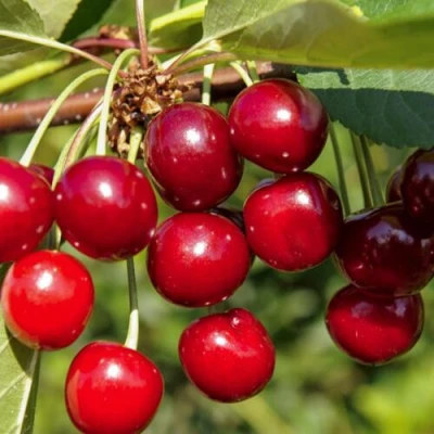 Вишня ЛЮБСКАЯ в Красногорске