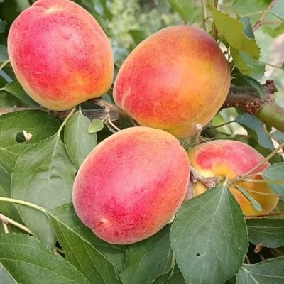 Абрикос ОСОБЕННЫЙ ДЕНИСЮКА в Красногорске