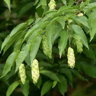 Граб японский в Красногорске