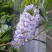 Глициния макростахия БЛЮ МУН в Красногорске