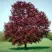 Клен РОЯЛ РЕД остролистный в Красногорске
