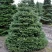 Пихта корейская  в Красногорске