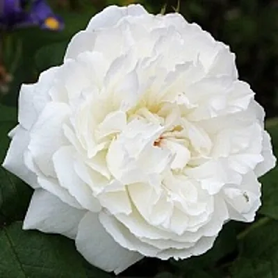 Саженцы роз ВИНЧЕСТЕР КАФЕДРАЛ английская  Саженцы роз ВИНЧЕСТЕР КАФЕДРАЛ английская в Красногорске