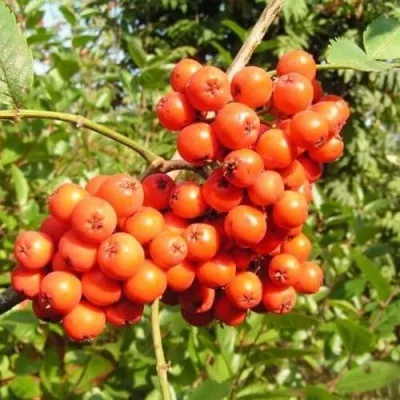 Рябина КОНЦЕНТРА сладкоплодная в Красногорске