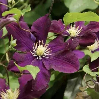 Клематис ГЕРОИ ВАРШАВЫ в Красногорске