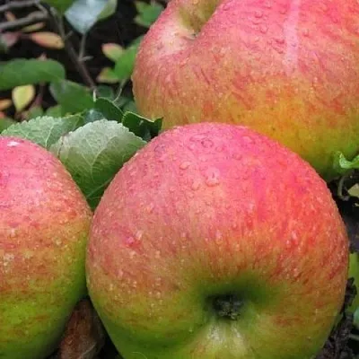 Яблоня ЯБЛОЧНЫЙ СПАС  Яблоня ЯБЛОЧНЫЙ СПАС в Красногорске