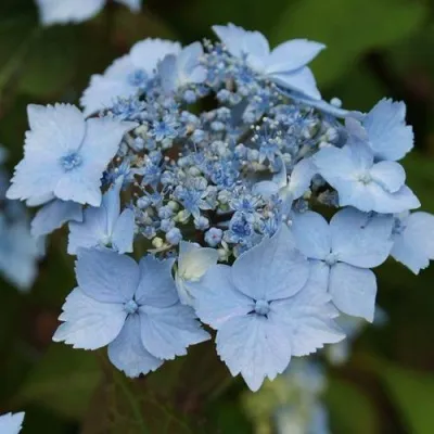 Гортензия БЛЮ ДЕКЛ пильчатая — описание сорта Гортензия БЛЮ ДЕКЛ пильчатая в Красногорске