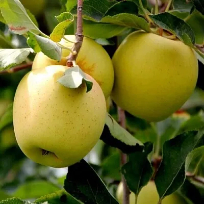 Яблоня ГОЛДЕН ВЛАДИМИРСКИЙ  Яблоня ГОЛДЕН ВЛАДИМИРСКИЙ в Красногорске