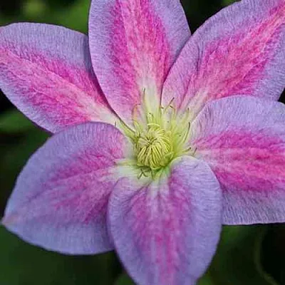 Клематис ЧЕЙНДЖ ОФ ХАРТ в Красногорске