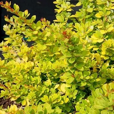 Барбарис СЕНСЕЙШЕН тунберга  Барбарис СЕНСЕЙШЕН тунберга в Красногорске