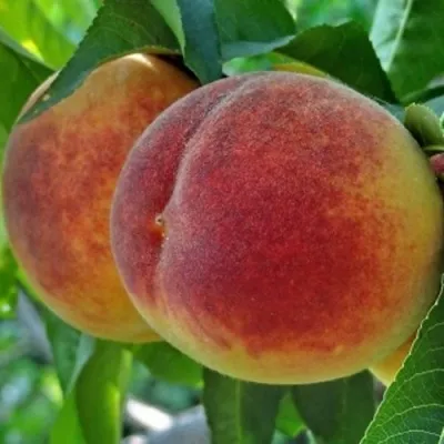 Персик НОВОСЕЛКОВСКИЙ в Красногорске