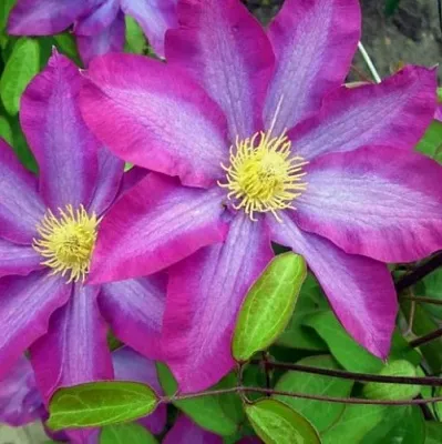 Клематис КАКИО в Красногорске