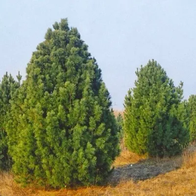 Сосна черная ПИРАМИДАЛИС — описание сорта Сосна черная ПИРАМИДАЛИС в Красногорске