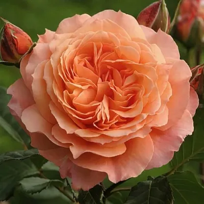 Саженцы роз БЕЛЬВЕДЕР шраб  Саженцы роз БЕЛЬВЕДЕР шраб в Красногорске