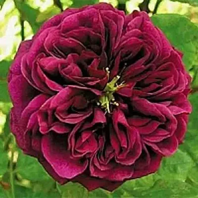 Саженцы роз ЗЕ ПРИНЦ английская  Саженцы роз ЗЕ ПРИНЦ английская в Красногорске