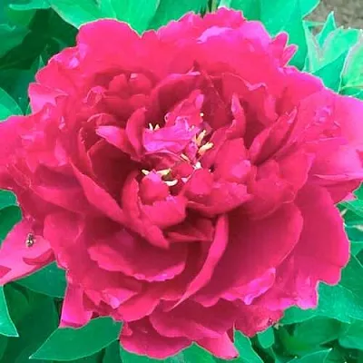 Пион ОСТРОВНОЙ МИНИСТР древовидный  Пион ОСТРОВНОЙ МИНИСТР древовидный в Красногорске