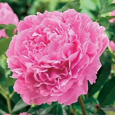 Пион МИСС ЭКХАРТ травянистый  Пион МИСС ЭКХАРТ травянистый в Красногорске