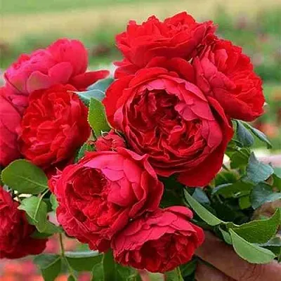 Саженцы роз ФЛОРЕНТИНА плетистая  Саженцы роз ФЛОРЕНТИНА плетистая в Красногорске