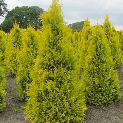Туя САНКИСТ западная в Красногорске