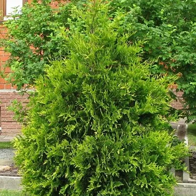 Туя АНЯ (АНИЕ) западная в Красногорске