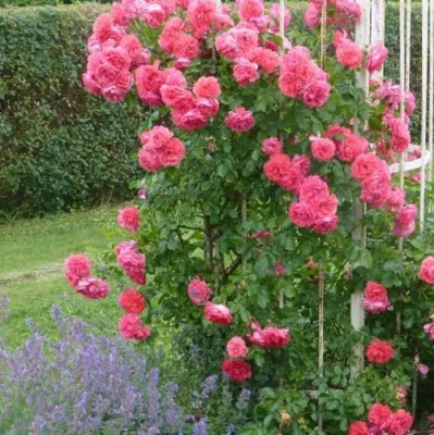 Саженцы роз РОЗЕУМ ЮТЕРСОН плетистая — описание сорта Саженцы роз РОЗЕУМ ЮТЕРСОН плетистая в Красногорске