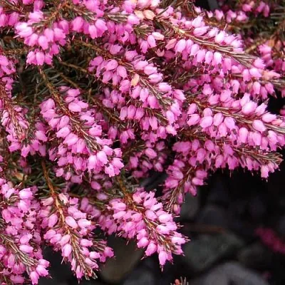 Эрика СТИНКЕ дарленская в Красногорске