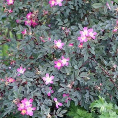 Саженцы роз сизая — описание сорта Саженцы роз сизая в Красногорске