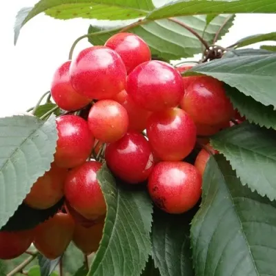 Черешня ГАСТИНЕЦ — описание сорта Черешня ГАСТИНЕЦ в Красногорске