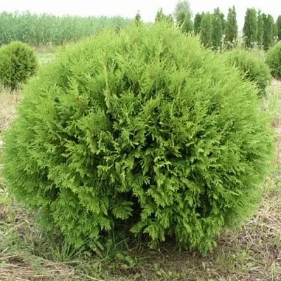 Туя ГЛОБОЗА западная в Красногорске