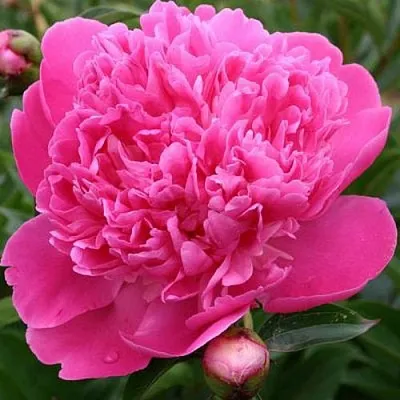 Пион ЭДУЛИС СУПЕРБА травянистый  Пион ЭДУЛИС СУПЕРБА травянистый в Красногорске