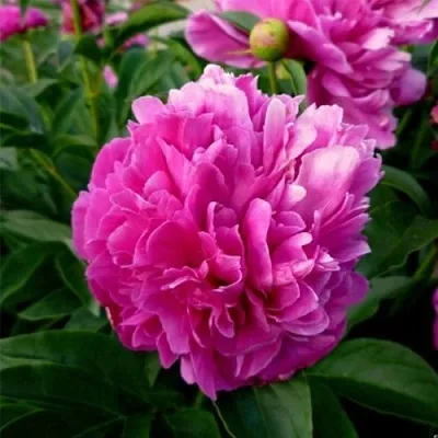 Пион ФЕЛИКС КРАУССЕ травянистый  Пион ФЕЛИКС КРАУССЕ травянистый в Красногорске