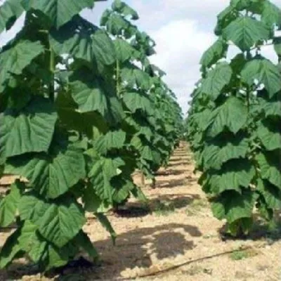 Павлония ПАО ТОГН Z07 в Красногорске