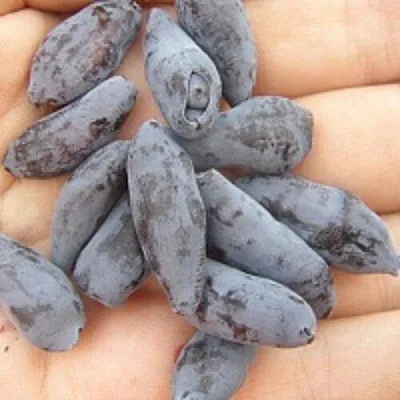 Жимолость съедобная ЧУЛЫМСКАЯ  Жимолость съедобная ЧУЛЫМСКАЯ в Красногорске