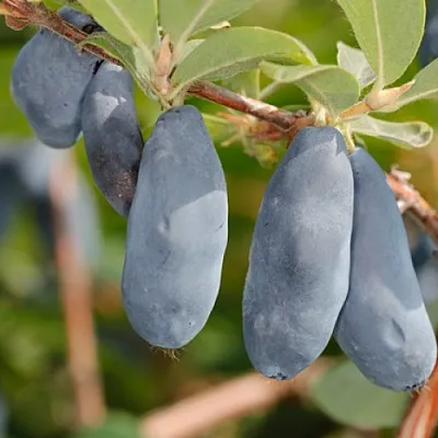 Жимолость съедобная СИНИЙ УТЕС  Жимолость съедобная СИНИЙ УТЕС в Красногорске