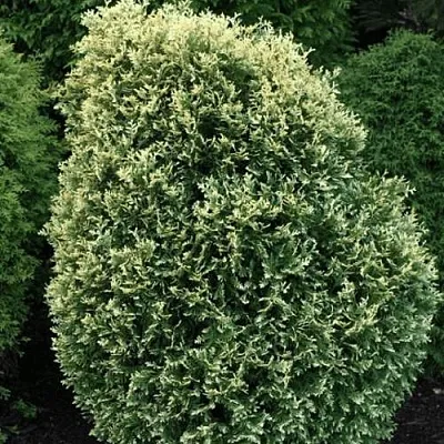 Туя ЛИТОМИШИЛ западная в Красногорске
