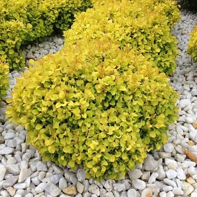 Барбарис БОНАНЗА ГОЛД тунберга  Барбарис БОНАНЗА ГОЛД тунберга в Красногорске